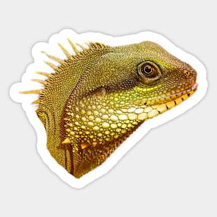 Head of a Chinese Water dragon Sticker